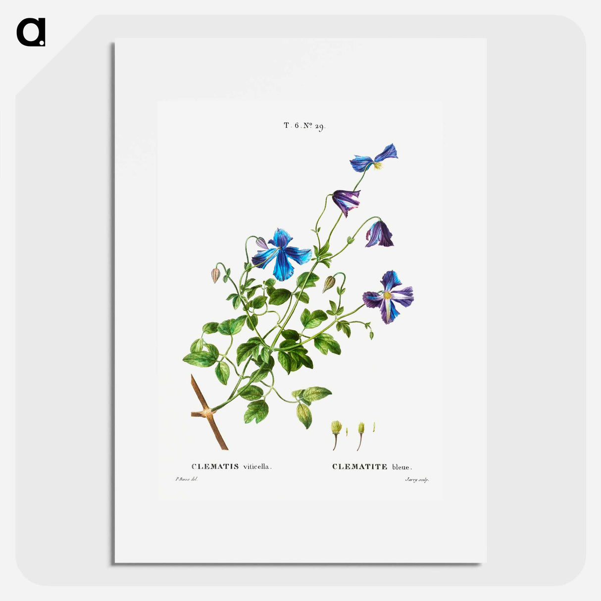 Clematis viticella (Clematite blue) - Pierre-Joseph Redouté Poster.
