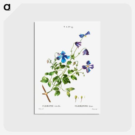 アートポストカード-Clematis viticella (Clematite bleue) - ピエール ジョゼフ ルドゥーテ Postcard.