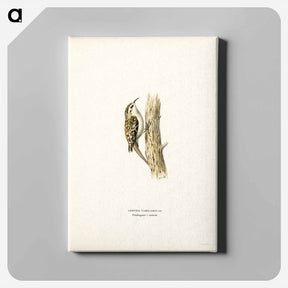 アートパネル-Eurasian Treecreeper
 - スヴェンスカ フォグラル Canvas.