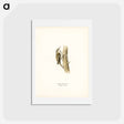 アートポストカード-Eurasian Treecreeper
 - スヴェンスカ フォグラル Postcard.