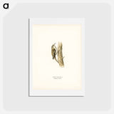 アートポストカード-Eurasian Treecreeper
 - スヴェンスカ フォグラル Postcard.