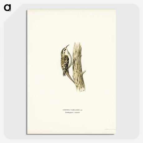 3-9_Svenska-Faglar_picture-crop