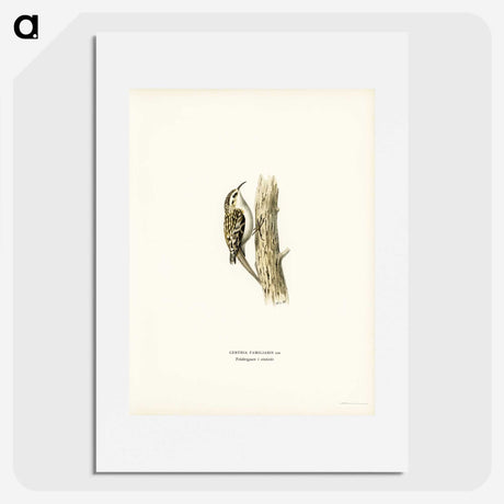 3-9_Svenska-Faglar_picture