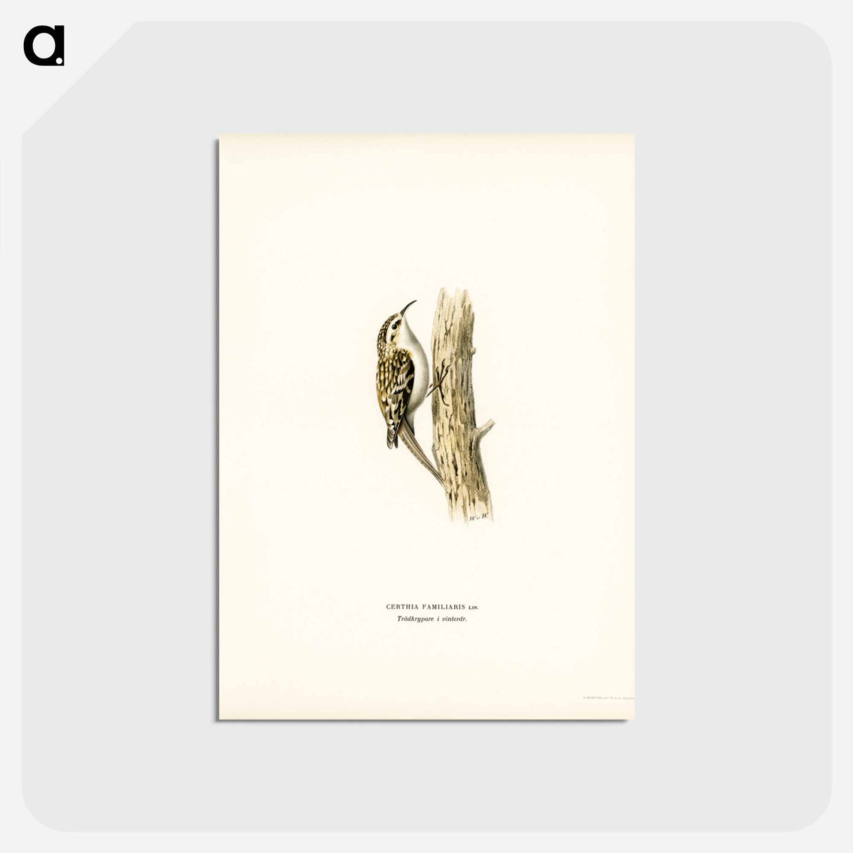 アートポストカード-Eurasian Treecreeper
 - スヴェンスカ フォグラル Postcard.