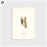 アートポストカード-Eurasian Treecreeper
 - スヴェンスカ フォグラル Postcard.
