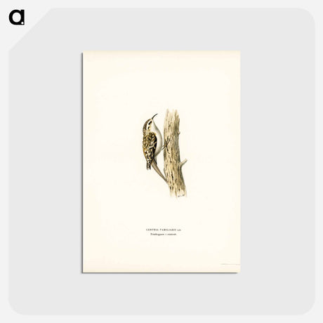 アートポストカード-Eurasian Treecreeper
 - スヴェンスカ フォグラル Postcard.