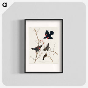 アートポスター-Red winged Starling, or Marsh Blackbird from Birds of America
 - アメリカの鳥たち Poster.