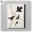 アートパネル-Red winged Starling, or Marsh Blackbird from Birds of America
 - アメリカの鳥たち Canvas.