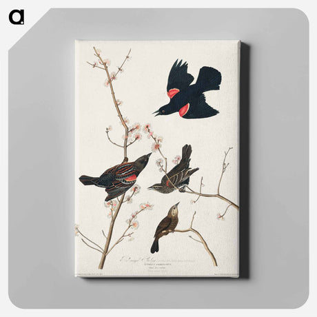 アートパネル-Red winged Starling, or Marsh Blackbird from Birds of America
 - アメリカの鳥たち Canvas.