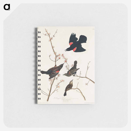 アートメモ帳-Red winged Starling, or Marsh Blackbird from Birds of America
 - アメリカの鳥たち Memo.