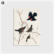 アートポストカード-Red winged Starling, or Marsh Blackbird from Birds of America
 - アメリカの鳥たち Postcard.