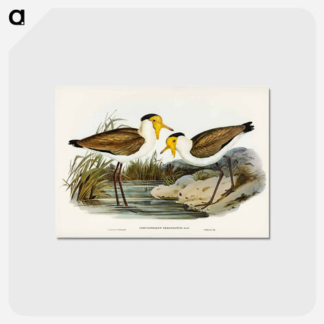 アートポストカード-Masked Pewit
 - オーストラリアの鳥 Postcard.