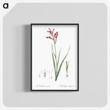 3-9_The-Lilies_blk-crop