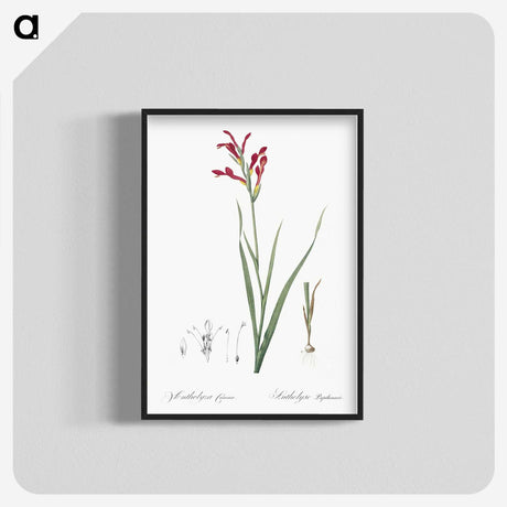 3-9_The-Lilies_blk-crop