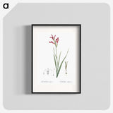 3-9_The-Lilies_blk