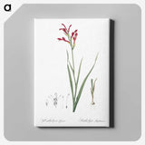 3-9_The-Lilies_canvas