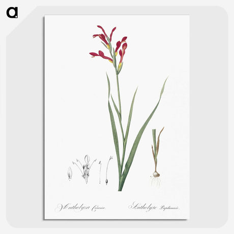 3-9_The-Lilies_picture-crop