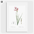 3-9_The-Lilies_picture