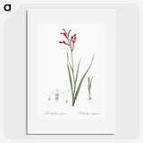3-9_The-Lilies_picture