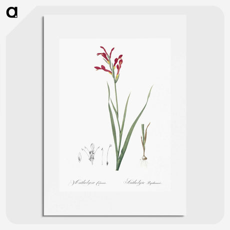 3-9_The-Lilies_picture
