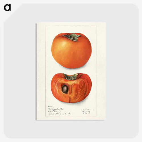 柿のイラストレーション - USDA 水彩フルーツ絵画コレクション Postcard.