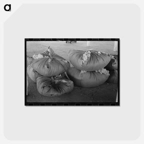 アートポストカード-Wool Bundles at San Marcos
 - ラッセル リー Postcard.