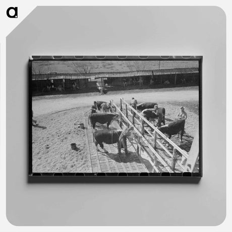 アートパネル-Hereford Cattle Wash
 - ラッセル リー Canvas.