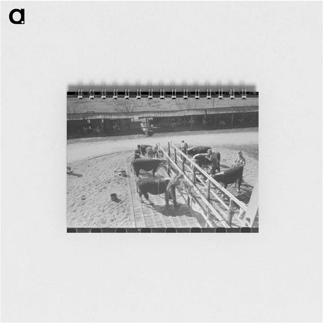 アートメモ帳-Hereford Cattle Wash
 - ラッセル リー Memo.