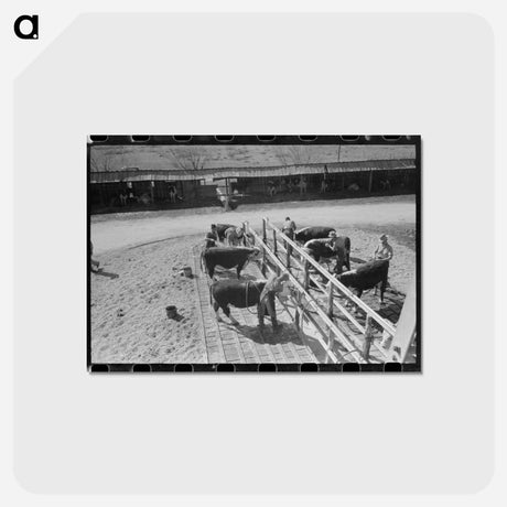 アートポストカード-Hereford Cattle Wash
 - ラッセル リー Postcard.
