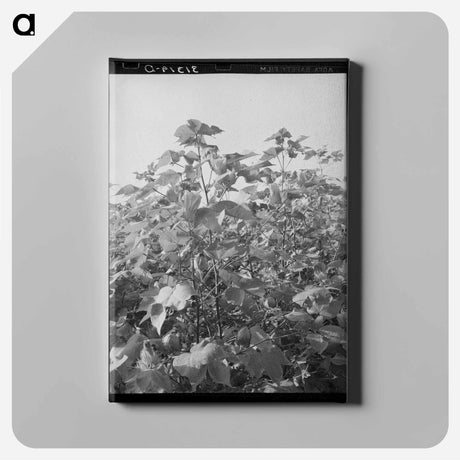 アートパネル-Cotton in the Fields
 - ラッセル リー Canvas.
