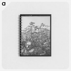 アートメモ帳-Cotton in the Fields
 - ラッセル リー Memo.
