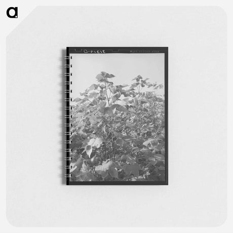 アートメモ帳-Cotton in the Fields
 - ラッセル リー Memo.