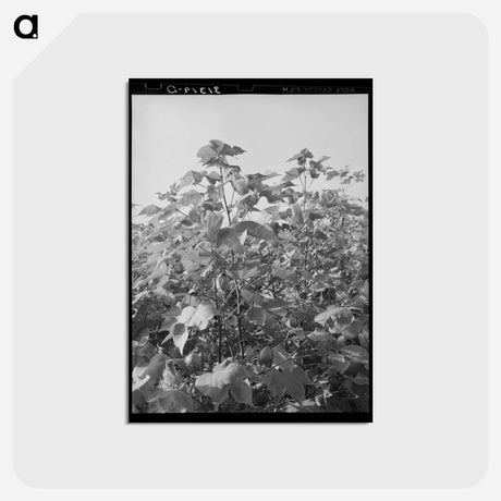アートポストカード-Cotton in the Fields
 - ラッセル リー Postcard.