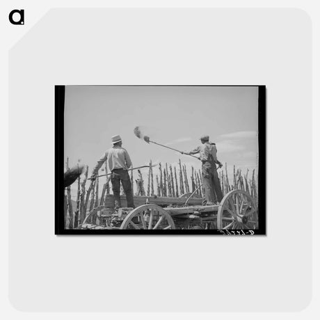 アートポストカード-Manure Over the Fence
 - ラッセル リー Postcard.