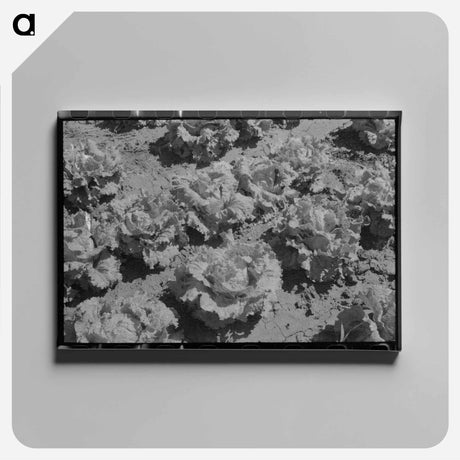 アートパネル-Lettuce in the Field
 - ラッセル リー Canvas.