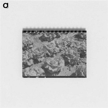 アートメモ帳-Lettuce in the Field
 - ラッセル リー Memo.