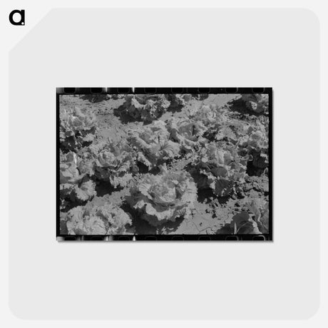 アートポストカード-Lettuce in the Field
 - ラッセル リー Postcard.