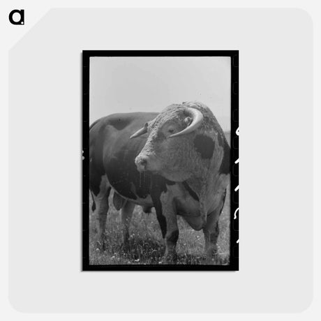 アートポストカード-Bull's Head, Cruzen Ranch
 - ラッセル リー Postcard.