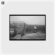 アートポストカード-Cattle with Hoof Rot
 - ラッセル リー Postcard.