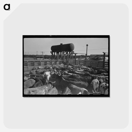 アートポストカード-Cattle Corral, Brawley
 - ラッセル リー Postcard.