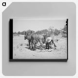 アートパネル-Mr. Leatherman's Burros
 - ラッセル リー Canvas.