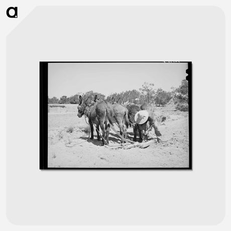 アートポストカード-Mr. Leatherman's Burros
 - ラッセル リー Postcard.