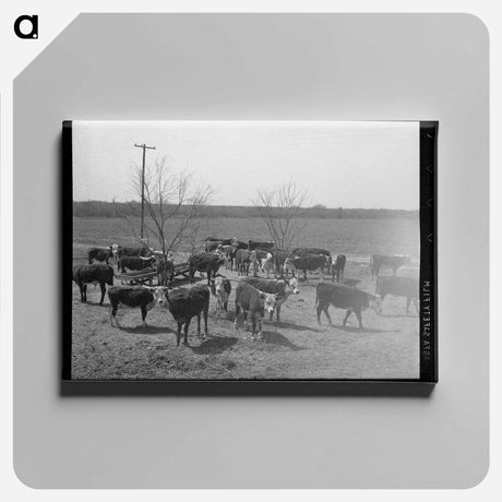 アートパネル-Cattle at Feeding Trough
 - ラッセル リー Canvas.