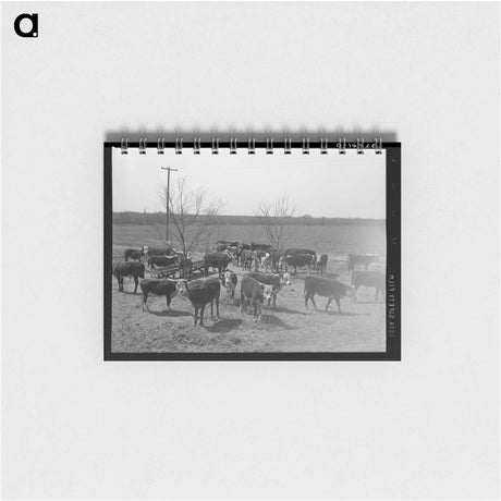 アートメモ帳-Cattle at Feeding Trough
 - ラッセル リー Memo.