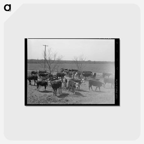 アートポストカード-Cattle at Feeding Trough
 - ラッセル リー Postcard.
