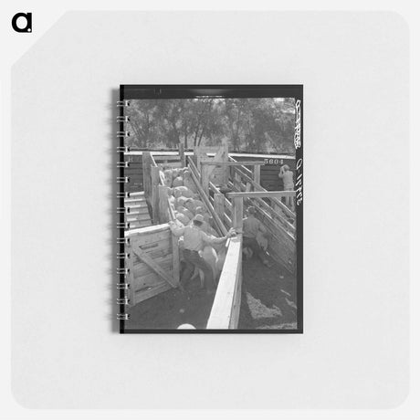 アートメモ帳-Loading Fat Lambs
 - ラッセル リー Memo.