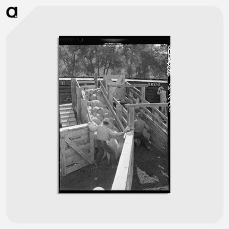 アートポストカード-Loading Fat Lambs
 - ラッセル リー Postcard.