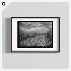 アートポスター-Cornfield, Concho, Arizona
 - ラッセル リー Poster.
