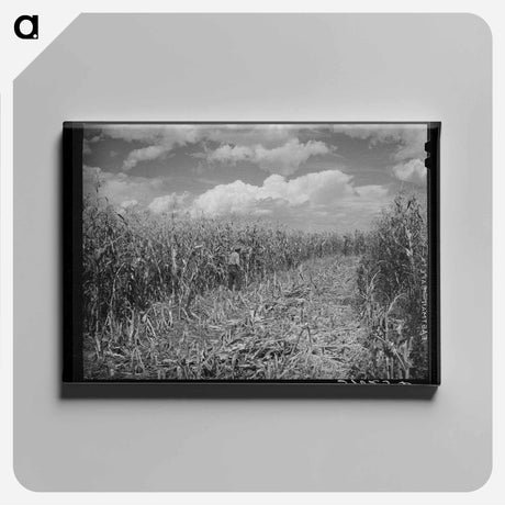 アートパネル-Cornfield, Concho, Arizona
 - ラッセル リー Canvas.