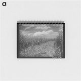 アートメモ帳-Cornfield, Concho, Arizona
 - ラッセル リー Memo.